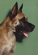 Delcampe - Nederland Rijen Noord Brabant Portret Duitse Dog Dieren Oblitereerd 1966 #SCK685 - Veghel