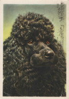 Delcampe - Nederland Gouda Zwarte Poedel Portret Hond Dier Verstuurd #SCK691 - Gouda