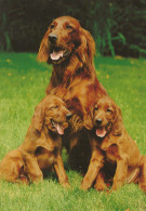 Delcampe - Deutschland Lübeck Irische Setter Hunde Ungebraucht Unposted #SCK686 - Schleswig