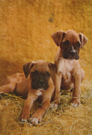 Delcampe - Nederland Dordrecht Twee Jonge Boxer Pups Op Stro Oblitereerde #SCK679 - Dordrecht