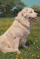 Delcampe - Nederland Alblasserdam Kuvasz Hond In Bloemenweide Post #SCK677 - Dordrecht