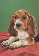 Delcampe - Deutschland Tiere Hund Beagle Welpe Porträt West Gedruckt Gelaufen #SCK678 - Aachen