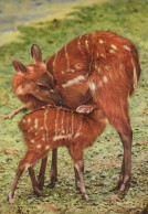 Delcampe - Nederland Putten Afrikaanse Antilope Moeder Kalf Afgestempeld #SCK648 - Putten