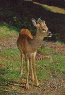 Delcampe - Deutschland Tierwelt Reh Jungtier Natur Waldmotiv Wildtierfotografie #SCK644 - Höllental