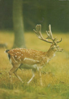 Delcampe - Nederland Leidschendam Damhert In Natuur Landschap Beschreven #SCK636 - Leidschendam