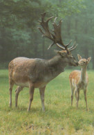 Delcampe - Deutschland Unbekannt Damhirsch Und Kitz Wildtiere Beschrieben #SCK634 - Höllental