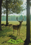 Delcampe - Nederland Norg Natuurlandschap Edelhert Reeën Postzegel #SCK646 - Norg