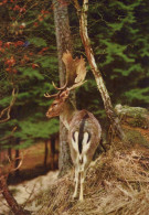 Delcampe - Deutschland Wald Damhirsch IM Kiefernwald Tierporträt Unposted #SCK631 - Aachen