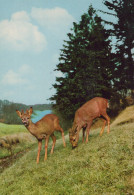 Delcampe - Deutschland Natur Landschaft Rehe Wald Tierwelt Oblit #SCK628 - Höllental
