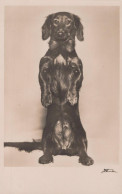 Delcampe - Deutschland Langhaar Dackel Hund Portrait Studio Real Photo Unposted #SCK511 - Höllental