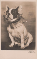 Delcampe - Deutschland Studio Französische Bulldogge Tierportrait Mit Real Photo #SCK513 - Höllental