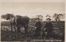 Delcampe - Nederland Zuid Beveland Boeren Traditionele Kleding Landbouw Oblitereerd #SCK480 - Sonstige & Ohne Zuordnung