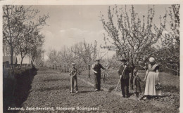 Delcampe - Nederland Zuid Beveland Bloeiende Boomgaard Gezin Verstuurd #SCK475 - Sonstige & Ohne Zuordnung