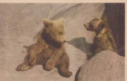 Delcampe - Sweden Stockholm Skansen Museum Two Playful Brown Bear Cubs #SCK457 - Schweden