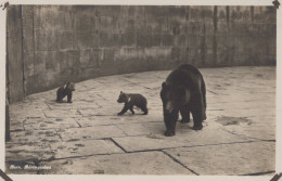 Delcampe - Schweiz Bern Bärengraben Braunbären Mit Jungen Tierattraktion Unposted #SCK455 - Bern
