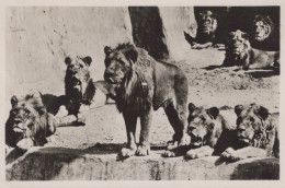Delcampe - Nederland Arnhem Burgers Dierenpark Mannen Leeuwen Groep Gepost #SCK437 - Arnhem