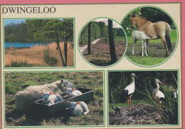Delcampe - Nederland Dwingeloo Dieren Natuur Paarden Schapen Ooievaars Opgestuurd #SCK386 - Dwingeloo