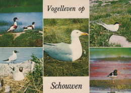 Delcampe - Nederland Schouwen Duiveland Vogelleven Zeldzame Vogels Verzonden #SCK384 - Sonstige & Ohne Zuordnung