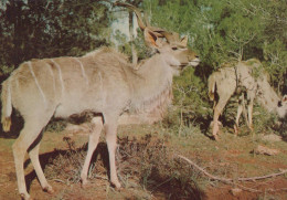 Delcampe - Germany Africa Greater Kudu Antelopes Wildlife Scene #SCK387 - Höllental