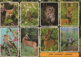 Delcampe - Nederland Lochem Wilde Dieren Erve Harkink Oblitereerd #SCK385 - Lochem