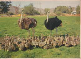Delcampe - South Africa Oudtshoorn Ostrich Family Chicks Farm Wildlife #SCK381 - Südafrika