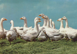 Delcampe - Deutschland Gänse Auf Der Weide Weiße Tiere Grüne Landschaft Unposted #SCK380 - Höllental