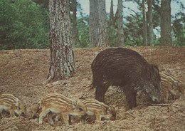 Delcampe - Nederland Leidschendam Wilde Zwijnen Familie Met Biggen In Bos Gezonden #SCK363 - Leidschendam