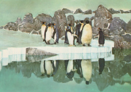 Delcampe - Country Zoo Aquarium Penguins On Ice Floe Reflections #SCK368 - Madrid
