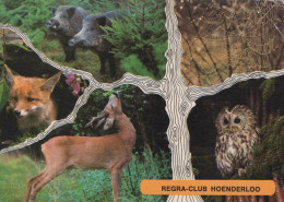 Delcampe - Nederland Hoenderloo Wilde Dieren Bosfauna Collage Oblitereerd #SCK369 - Apeldoorn