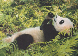 Delcampe - Nederland Zeist Reuzenpanda Natuurlijke Habitat Wildlife Oblitereerd #SCK365 - Zeist
