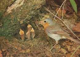 Delcampe - Nederland Ermelo Roodborstje Voedt Jongen In Nest Oblitereerd #SCK371 - Ermelo