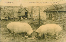 Delcampe - En Bombe à ...................viens Nous Rejoindre Pour Faire Une Manille - Varkens