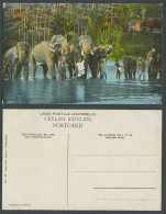 Delcampe - Ceylon Old Colour Postcard Sacred Elephants, In Water Kandy Lake Native Trainers - Sri Lanka (Ceylon)