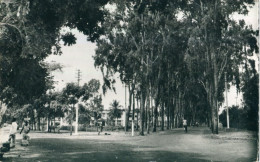 Delcampe - TOGO - Lomé : Avenue Des Eucalyptus - Togo