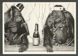 Delcampe - The Chimpanzees Are Celebrating! - Monos