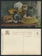 Delcampe - Cat Kitten Cats Kittens Can You See Anything? Tuck's Kittendom Old Postcard Pets - Katten