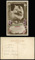 Delcampe - Persian Cat Greenish Eyes Hearty Birthday Wishes Flower Old Hand Tinted Postcard - Katten