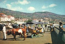 Delcampe - N°43685 Z -cpsm Madeira -attelage Boeuf- - Wagengespanne