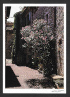 Delcampe - France - Saint-Paul-de-Vence - Rue Au Laurier Rose Street View - Saint-Paul