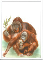 Delcampe - Picture Postcard 992 Czech Rep. Nature Protection: Zoological Gardens III 2018 Orangutan - Monos