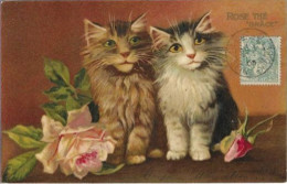 Delcampe - Chats. ROSE THE GRACE - Katten