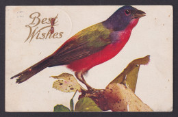 Delcampe - UNITED STATES, Postcard, Painted Bunting, Bird - Vogels