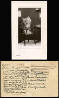 Delcampe - A Cat Kitten On Chair, Lonely 1907 Old Embossed Postcard Rotary Real Photo, Pets - Katten