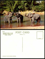 Delcampe - Ceylon Old Postcard Elephants Frolic In Mahaweli Ganga Near Kandy Elephant Rider - Sri Lanka (Ceylon)