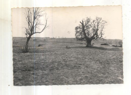 Delcampe - 1. Carlat, Le Plateau Et L'arbre De Sully - Carlat