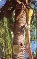 Delcampe - CUBA - CHIP CARD - BIRD - WEST INDIAN WOODPECKER - Cuba