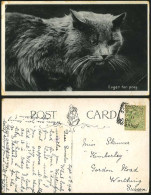 Delcampe - CAT - Eager For Prey - Pet Animals 1908 Old Postcard - Katten