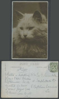 Delcampe - Head Of A Persian Cat Kitten 1914 Old Real Photo Postcard Pet Animal Valentine's - Katten