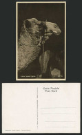 Delcampe - CYPRUS Larnaca Old Real Photo Postcard - A FATHER CAMEL - Cyprus