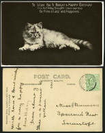 Delcampe - A Beautiful CAT 1911 Old Postcard Bright Happy Birthday - Katten
